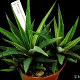 Haworthia attenuata v. radula